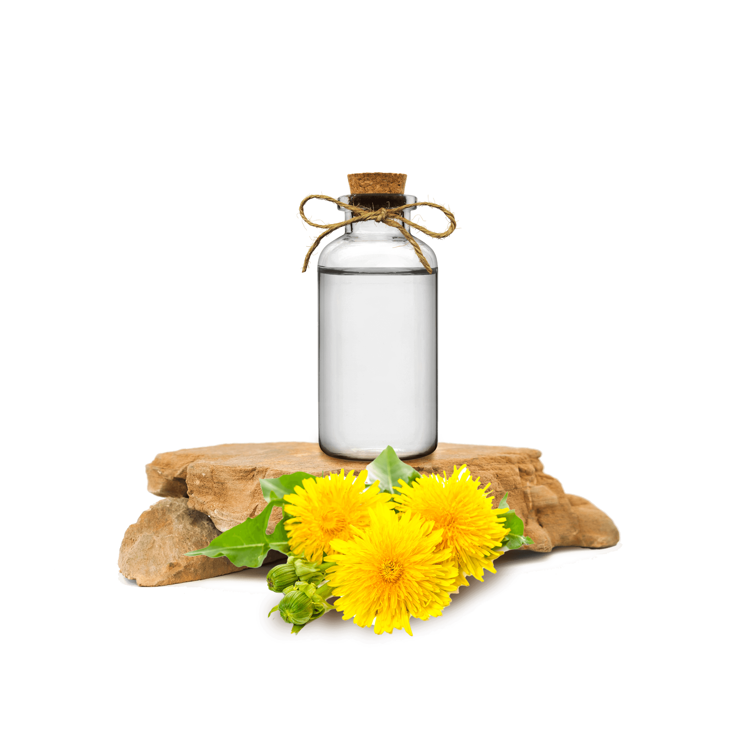 Karahindiba Ekstraktı - Dandelion Extract
