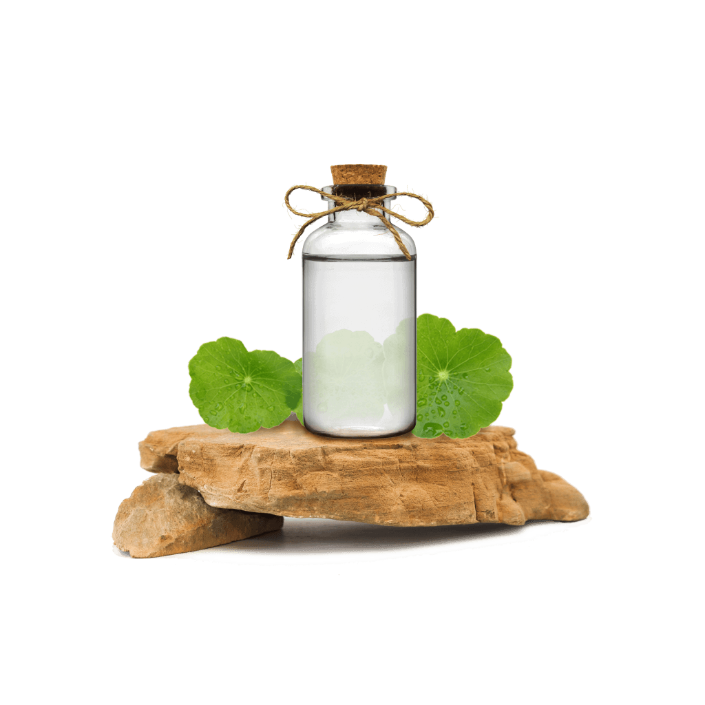 Gotu Kola Ekstraktı - Gotu Kola Extract