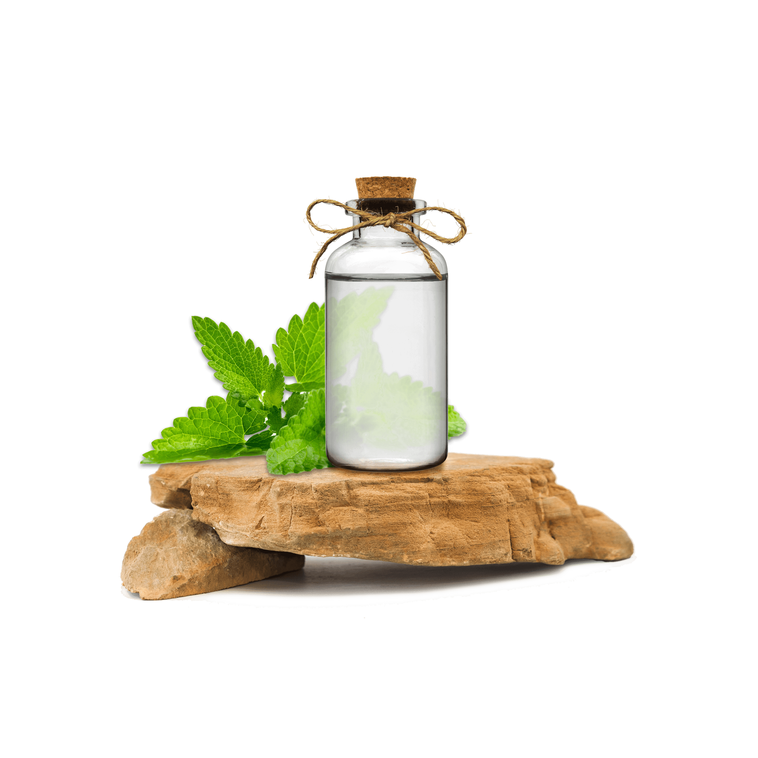 Melisa Ekstraktı - Lemon Balm Extract