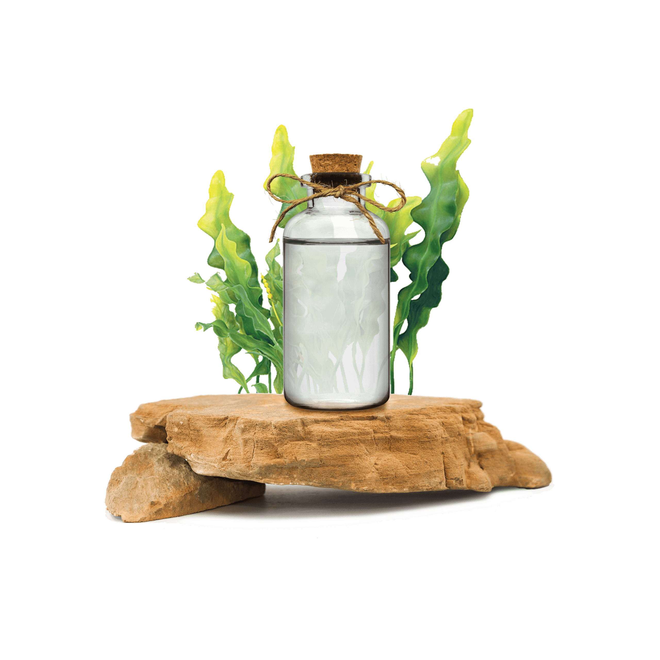 Spirulina Ekstraktı - Spirulina Extract